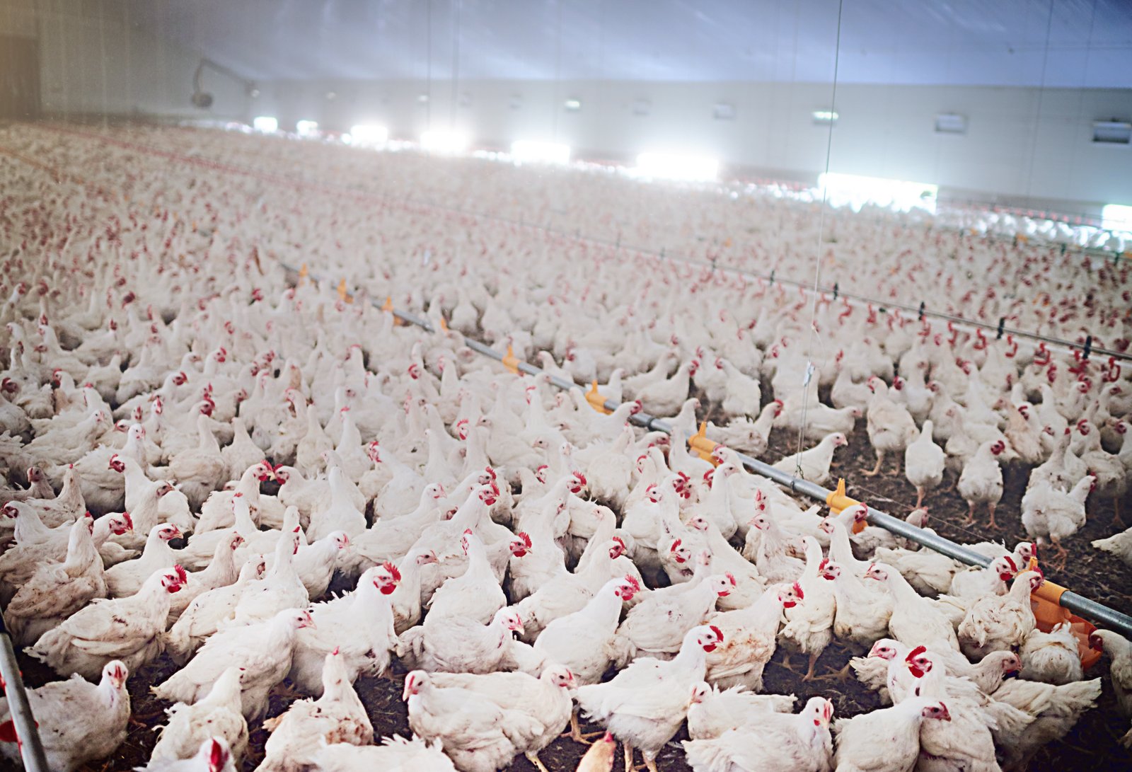 Integrated Poultry Operations